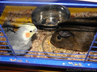 Продам очаровательного попугай с клеткой - <ro>Изображение</ro><ru>Изображение</ru> #1, <ru>Объявление</ru> #700167