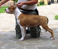 Подрощеный перспективный щенок мальчик Амстафф - <ro>Изображение</ro><ru>Изображение</ru> #3, <ru>Объявление</ru> #750025