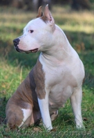 Подрощеный перспективный щенок мальчик Амстафф - <ro>Изображение</ro><ru>Изображение</ru> #7, <ru>Объявление</ru> #750025