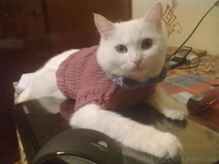 вещи для животных - <ro>Изображение</ro><ru>Изображение</ru> #2, <ru>Объявление</ru> #794052