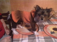 вещи для животных - <ro>Изображение</ro><ru>Изображение</ru> #1, <ru>Объявление</ru> #794052