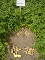 качественный картофель семенной Германия, Нидерланды - <ro>Изображение</ro><ru>Изображение</ru> #7, <ru>Объявление</ru> #814876