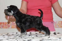 Щенки цвергшнауцера окрас черный с серебром - <ro>Изображение</ro><ru>Изображение</ru> #1, <ru>Объявление</ru> #824025