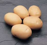 Картофель семенной Наташа, Примадонна, Секура, Пикассо, Гранада - <ro>Изображение</ro><ru>Изображение</ru> #2, <ru>Объявление</ru> #823417