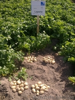 семенной картофель для успешного бизнеса в южных регионах   - <ro>Изображение</ro><ru>Изображение</ru> #2, <ru>Объявление</ru> #852488