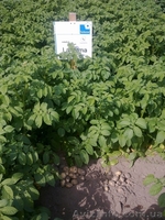 картофель для Профессионалов - <ro>Изображение</ro><ru>Изображение</ru> #3, <ru>Объявление</ru> #851375