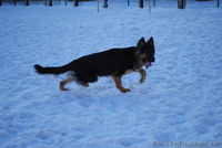 Продаю немецкую овчарку в Чернигове - <ro>Изображение</ro><ru>Изображение</ru> #3, <ru>Объявление</ru> #857633