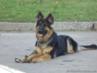 Продаю немецкую овчарку в Чернигове - <ro>Изображение</ro><ru>Изображение</ru> #2, <ru>Объявление</ru> #857633