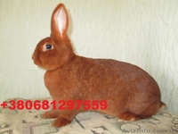Продам кроликов породы Новозеландский красный .  - <ro>Изображение</ro><ru>Изображение</ru> #2, <ru>Объявление</ru> #855927
