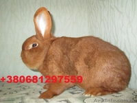 Продам кроликов породы Новозеландский красный .  - <ro>Изображение</ro><ru>Изображение</ru> #3, <ru>Объявление</ru> #855927