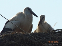 пейнтбольный клуб  Буда - <ro>Изображение</ro><ru>Изображение</ru> #3, <ru>Объявление</ru> #847897