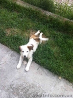 ОТДАМ В ХОРОШИЕ РУКИ ЩЕНКОВ двоих - <ro>Изображение</ro><ru>Изображение</ru> #2, <ru>Объявление</ru> #900239