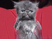 Вязка пеосидским котом экстремалом. - <ro>Изображение</ro><ru>Изображение</ru> #6, <ru>Объявление</ru> #906938