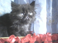 Вязка пеосидским котом экстремалом. - <ro>Изображение</ro><ru>Изображение</ru> #2, <ru>Объявление</ru> #906938