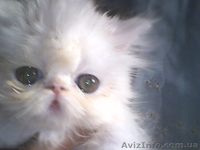 Вязка пеосидским котом экстремалом. - <ro>Изображение</ro><ru>Изображение</ru> #5, <ru>Объявление</ru> #906938