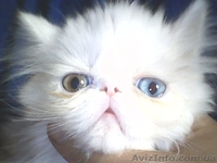 Вязка пеосидским котом экстремалом. - <ro>Изображение</ro><ru>Изображение</ru> #4, <ru>Объявление</ru> #906938