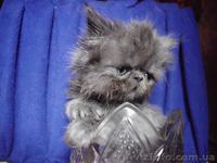 Вязка пеосидским котом экстремалом. - <ro>Изображение</ro><ru>Изображение</ru> #9, <ru>Объявление</ru> #906938