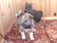 продам щенков западно-сибирской лайки от рабочих родителей - <ro>Изображение</ro><ru>Изображение</ru> #2, <ru>Объявление</ru> #944860