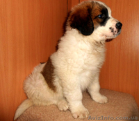 Московская сторожевая - <ro>Изображение</ro><ru>Изображение</ru> #1, <ru>Объявление</ru> #985417