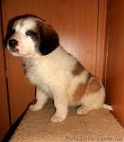 Московская сторожевая - <ro>Изображение</ro><ru>Изображение</ru> #2, <ru>Объявление</ru> #985417