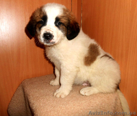 Московская сторожевая - <ro>Изображение</ro><ru>Изображение</ru> #3, <ru>Объявление</ru> #985417