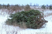 Продам Живые пушистые сосны - <ro>Изображение</ro><ru>Изображение</ru> #1, <ru>Объявление</ru> #988947