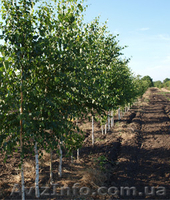 Хвойные и лиственные декоративные растения - <ro>Изображение</ro><ru>Изображение</ru> #2, <ru>Объявление</ru> #1039306