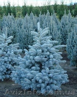 Хвойные и лиственные декоративные растения - <ro>Изображение</ro><ru>Изображение</ru> #1, <ru>Объявление</ru> #1039306