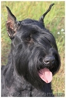 Щенки ризеншнауцера! - <ro>Изображение</ro><ru>Изображение</ru> #3, <ru>Объявление</ru> #1036601