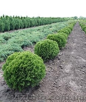 Хвойные и лиственные декоративные растения - <ro>Изображение</ro><ru>Изображение</ru> #4, <ru>Объявление</ru> #1039306