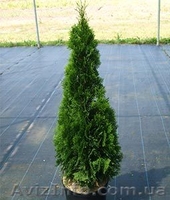 Хвойные и лиственные декоративные растения - <ro>Изображение</ro><ru>Изображение</ru> #3, <ru>Объявление</ru> #1039306