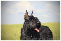 Щенки ризеншнауцера! - <ro>Изображение</ro><ru>Изображение</ru> #2, <ru>Объявление</ru> #1036601