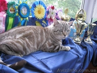 2 кошечки скоттиш фолд шоколадное пятно на серебре и мрамор  - <ro>Изображение</ro><ru>Изображение</ru> #6, <ru>Объявление</ru> #1051233