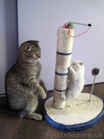 2 кошечки скоттиш фолд шоколадное пятно на серебре и мрамор  - <ro>Изображение</ro><ru>Изображение</ru> #5, <ru>Объявление</ru> #1051233