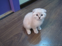 2 кошечки скоттиш фолд шоколадное пятно на серебре и мрамор  - <ro>Изображение</ro><ru>Изображение</ru> #4, <ru>Объявление</ru> #1051233