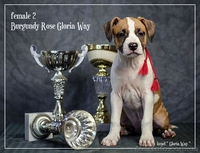 Без ам. стаффа любовь живет В другом доме - <ro>Изображение</ro><ru>Изображение</ru> #1, <ru>Объявление</ru> #1050378