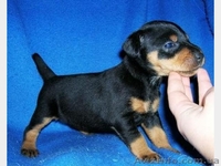 Продам щенков гладкошерстного ягдтерьра - <ro>Изображение</ro><ru>Изображение</ru> #2, <ru>Объявление</ru> #1097468