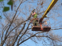 Спил деревьев, Кронирование деревьев, Обрезка деревьев в саду - <ro>Изображение</ro><ru>Изображение</ru> #2, <ru>Объявление</ru> #1098029