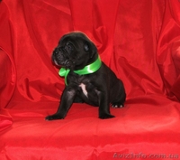 отличныещенки кане корсо - <ro>Изображение</ro><ru>Изображение</ru> #2, <ru>Объявление</ru> #1114728