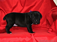 отличныещенки кане корсо - <ro>Изображение</ro><ru>Изображение</ru> #3, <ru>Объявление</ru> #1114728