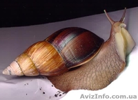 Сеанс омолаживающего массажа африканскими улитками ахатина - <ro>Изображение</ro><ru>Изображение</ru> #1, <ru>Объявление</ru> #1137565