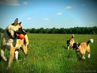 Щенки Американской Акиты от родителей-чемпионов. - <ro>Изображение</ro><ru>Изображение</ru> #1, <ru>Объявление</ru> #1270664