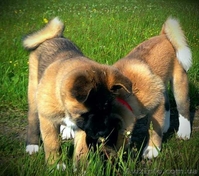 Щенки Американской Акиты от родителей-чемпионов. - <ro>Изображение</ro><ru>Изображение</ru> #2, <ru>Объявление</ru> #1270664