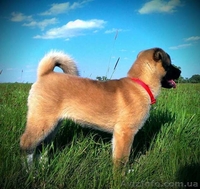 Щенки Американской Акиты от родителей-чемпионов. - <ro>Изображение</ro><ru>Изображение</ru> #3, <ru>Объявление</ru> #1270664