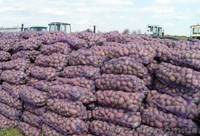 Картофель   оптом   от   производителя - <ro>Изображение</ro><ru>Изображение</ru> #1, <ru>Объявление</ru> #1313245