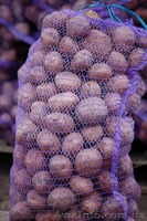 Картофель   оптом   от   производителя - <ro>Изображение</ro><ru>Изображение</ru> #2, <ru>Объявление</ru> #1313245