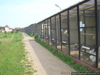 Вольеры, клетки для собак и животных - <ro>Изображение</ro><ru>Изображение</ru> #4, <ru>Объявление</ru> #1377557