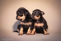 Русский той (той-терьер) - <ro>Изображение</ro><ru>Изображение</ru> #3, <ru>Объявление</ru> #1459056