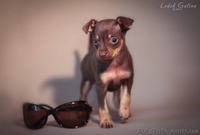 Русский той (той-терьер) - <ro>Изображение</ro><ru>Изображение</ru> #4, <ru>Объявление</ru> #1459056