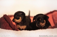 Русский той (той-терьер) - <ro>Изображение</ro><ru>Изображение</ru> #5, <ru>Объявление</ru> #1459056